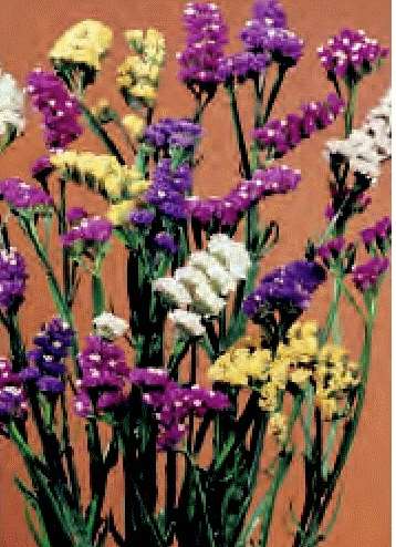 STATICE PACIFIC ROSSO GR.25 - Foto 2